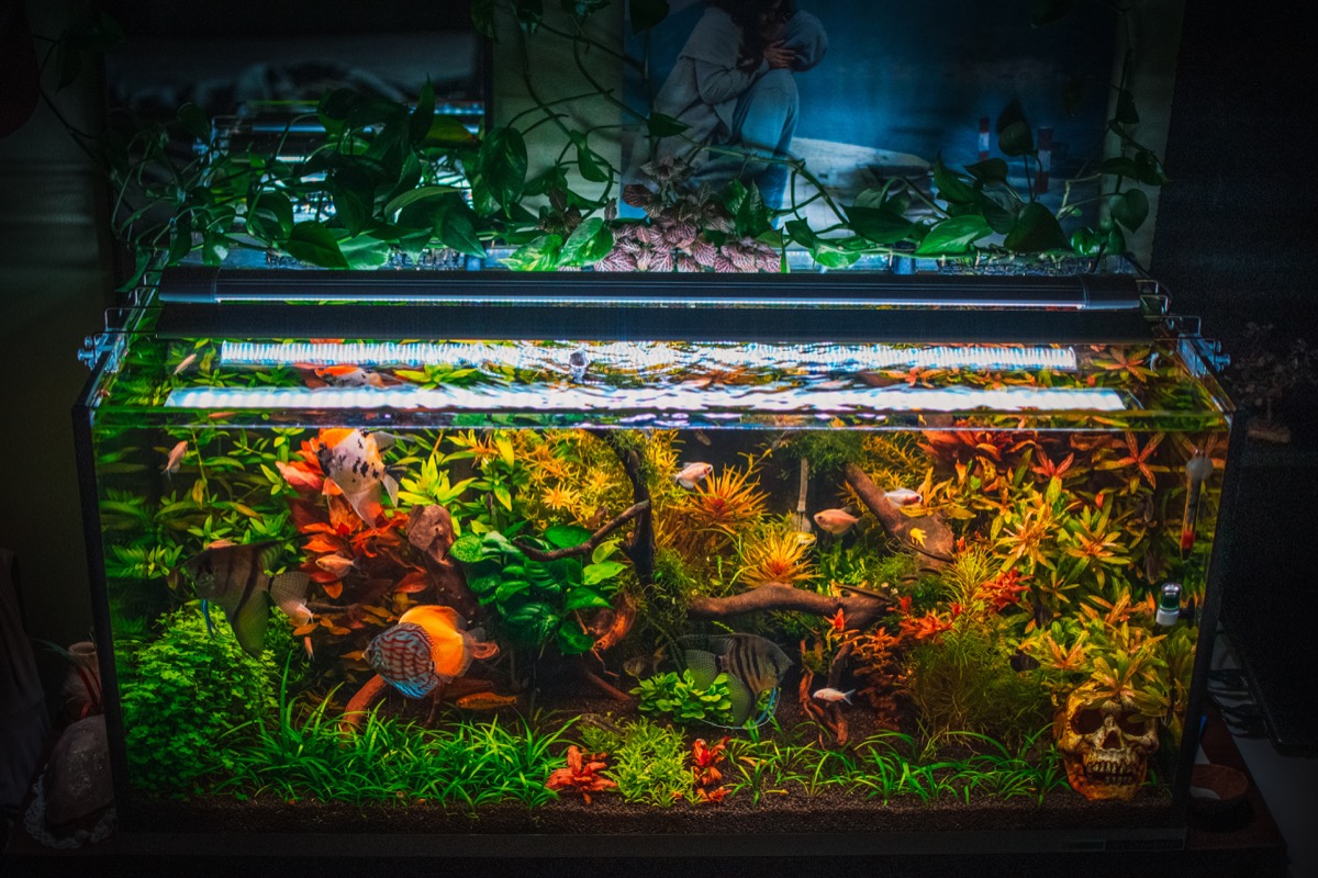 a beautifull view on my aquarium