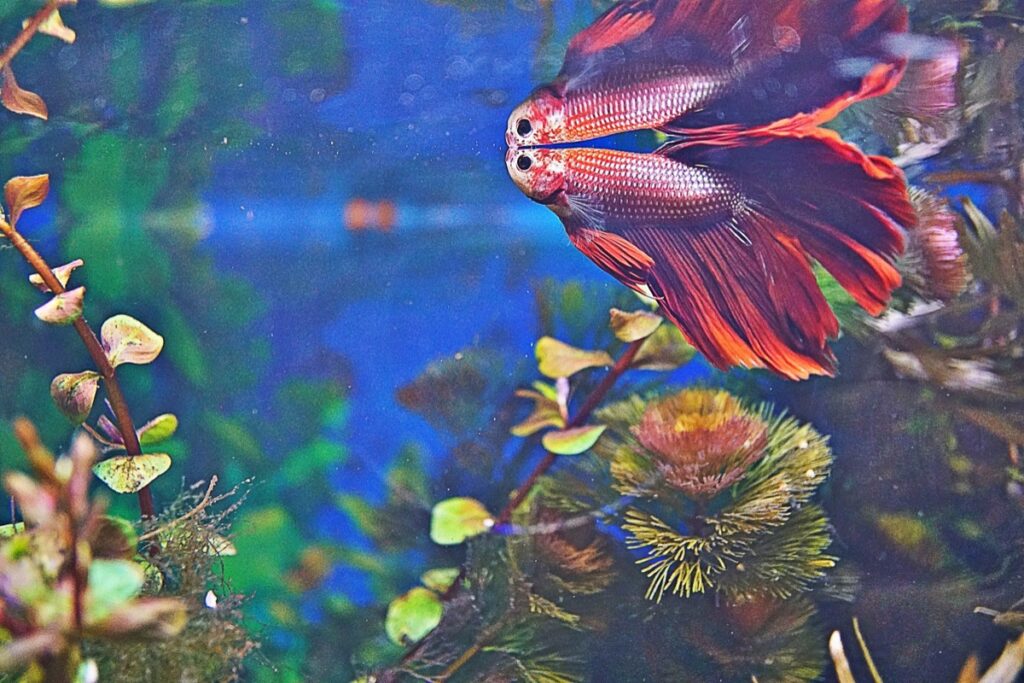 Fish keeping is a rewarding hobby that brings a touch of nature into your home. Whether youโre a beginner or an experienced aquarist