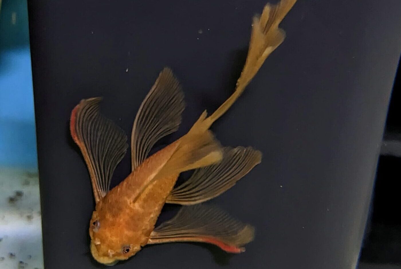 The Super Red Longfin Pleco: A Vibrant Aquarium Addition