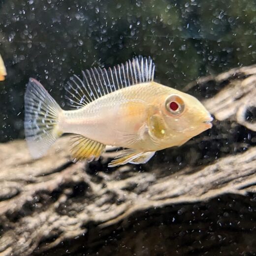 Albino threadfin for sale online Albino threadfin for sale online