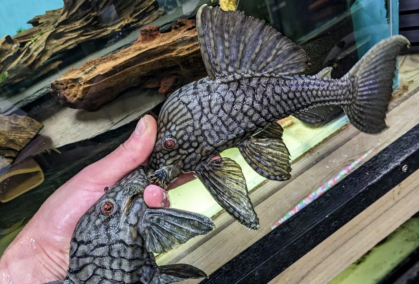 Discover the Delight of Watermelon Panqué Pleco