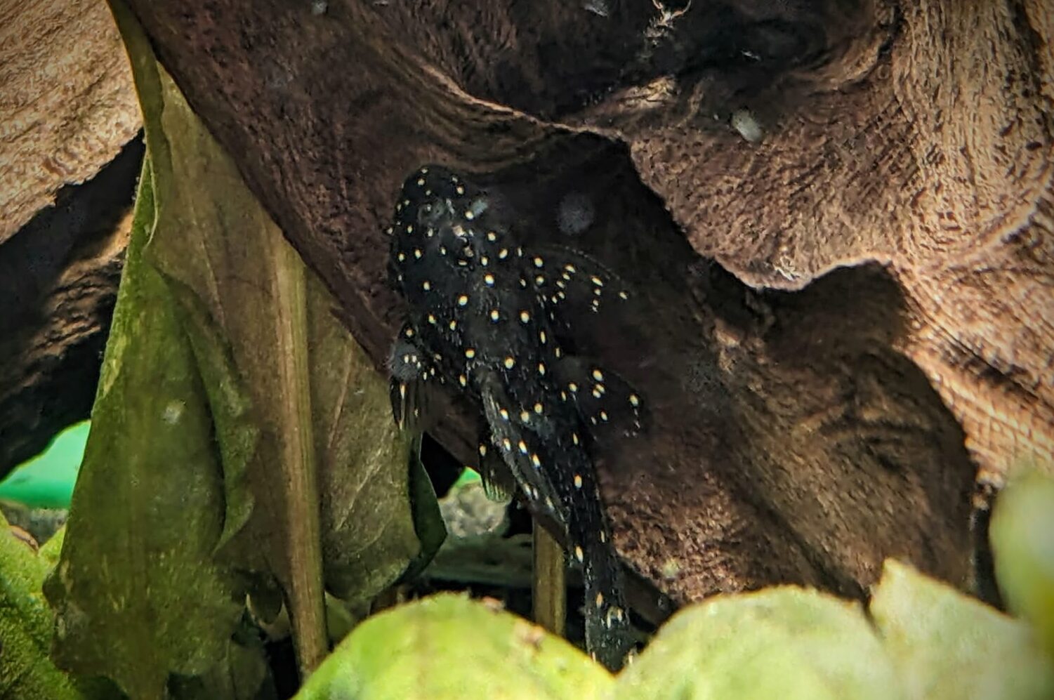 Discover the Fascinating L004 Pleco at OnlyFins: Your Premier Source for Plecos Near Stafford