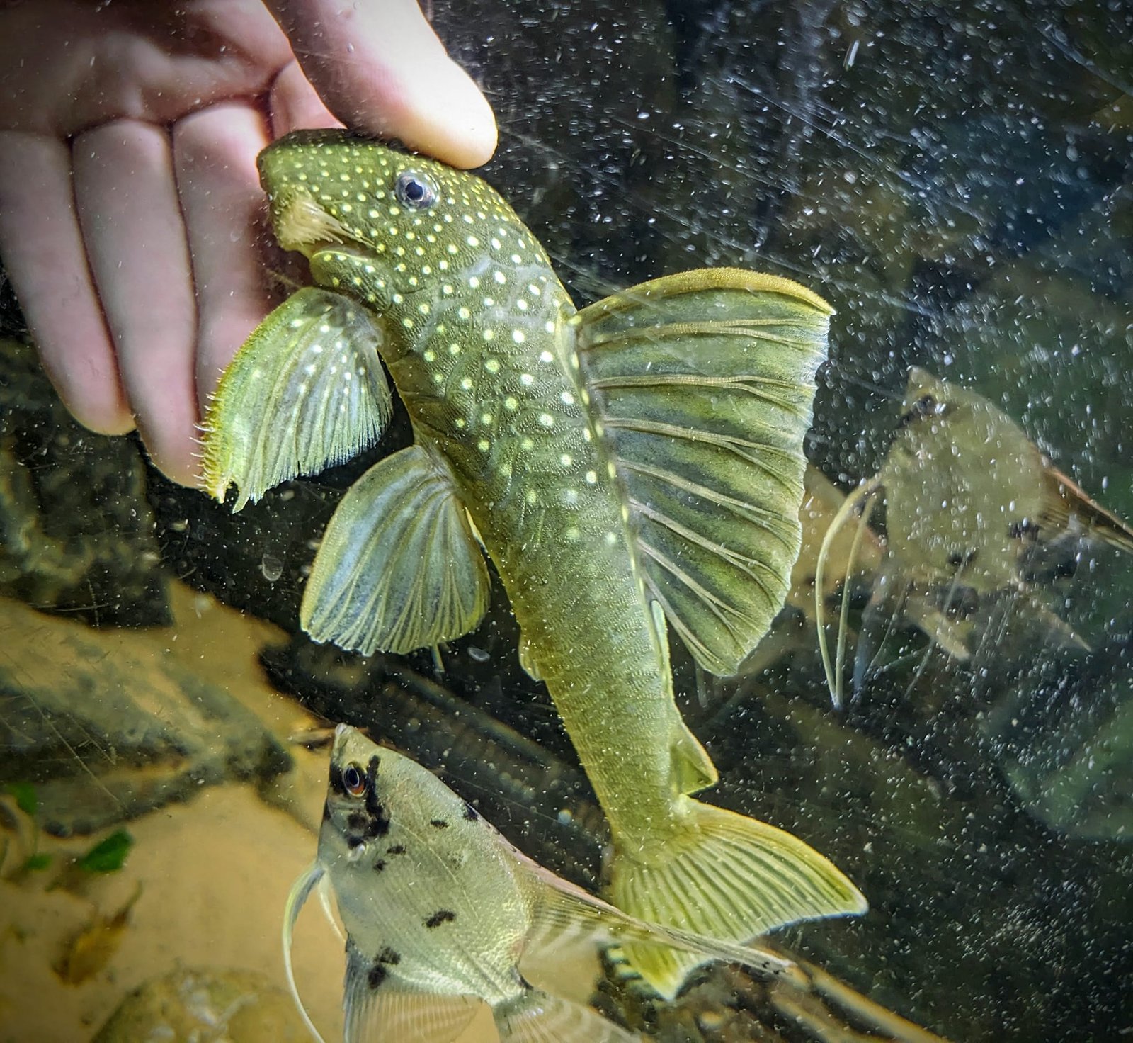 L200 Green Phantom Pleco L200 Green Phantom Pleco