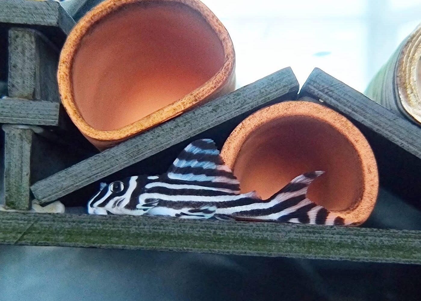 Guide to Breeding L46 Zebra Plecos