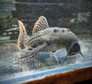 Buy Tropical Fish Online | Only Fins