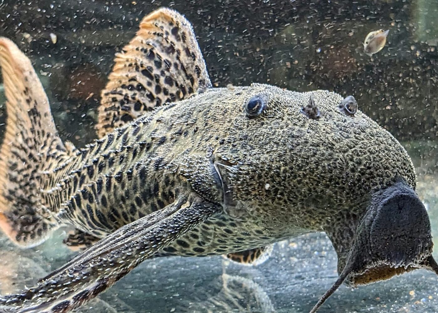 Looking after the famous L273 Titanic Pleco