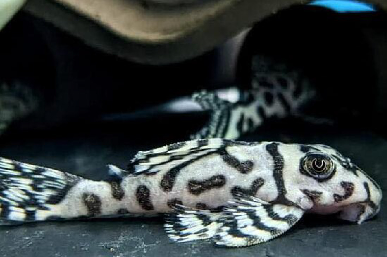 The Fascinating World of L236 Super White Plecos