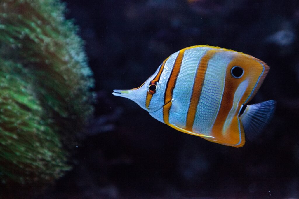 Copper-banded butterflyfish, Chelmon rostratus