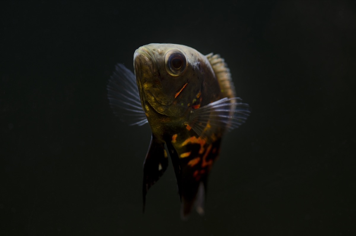 fish tank filters for cheap