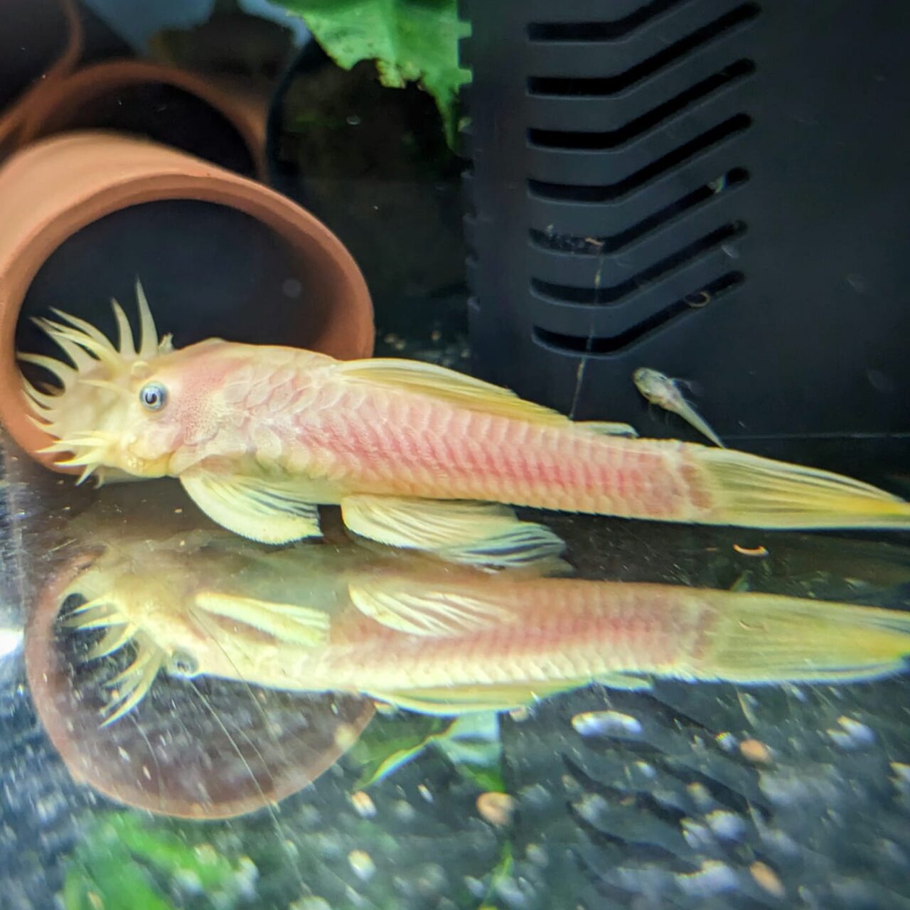 gold shirt fin bristkenose