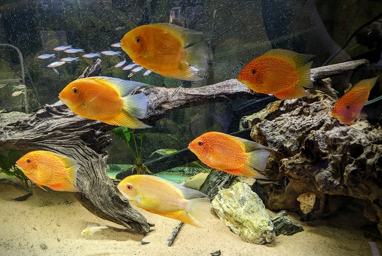 Red Spot Severums - Image 3