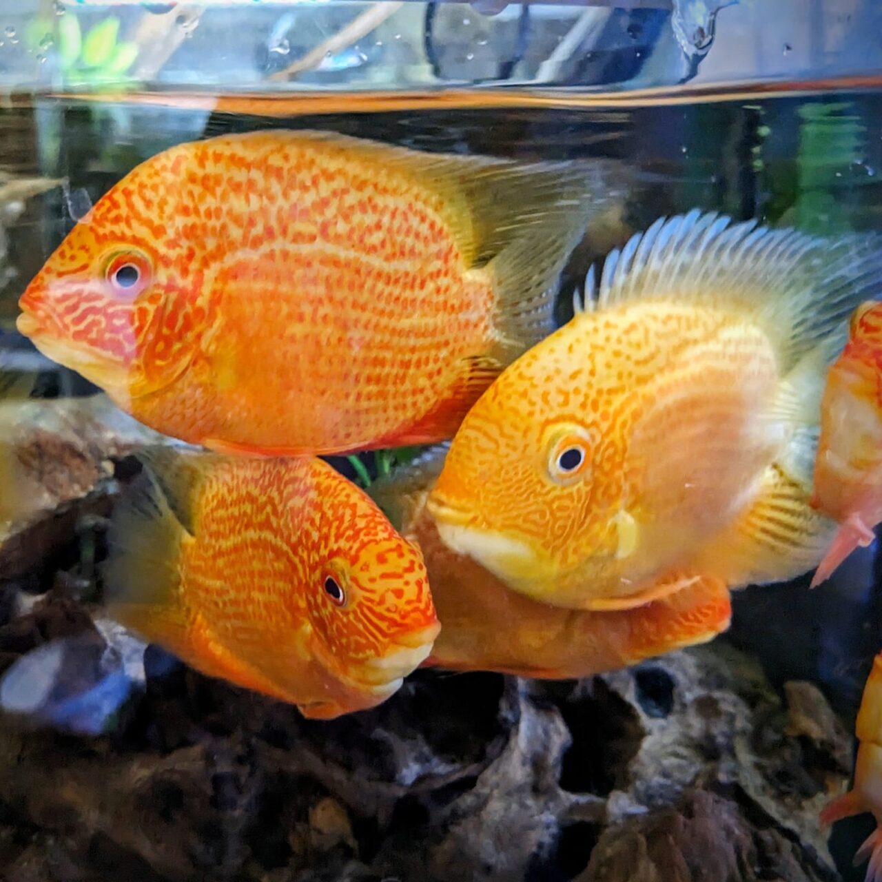 red spotsss sev tropical fish for sale online