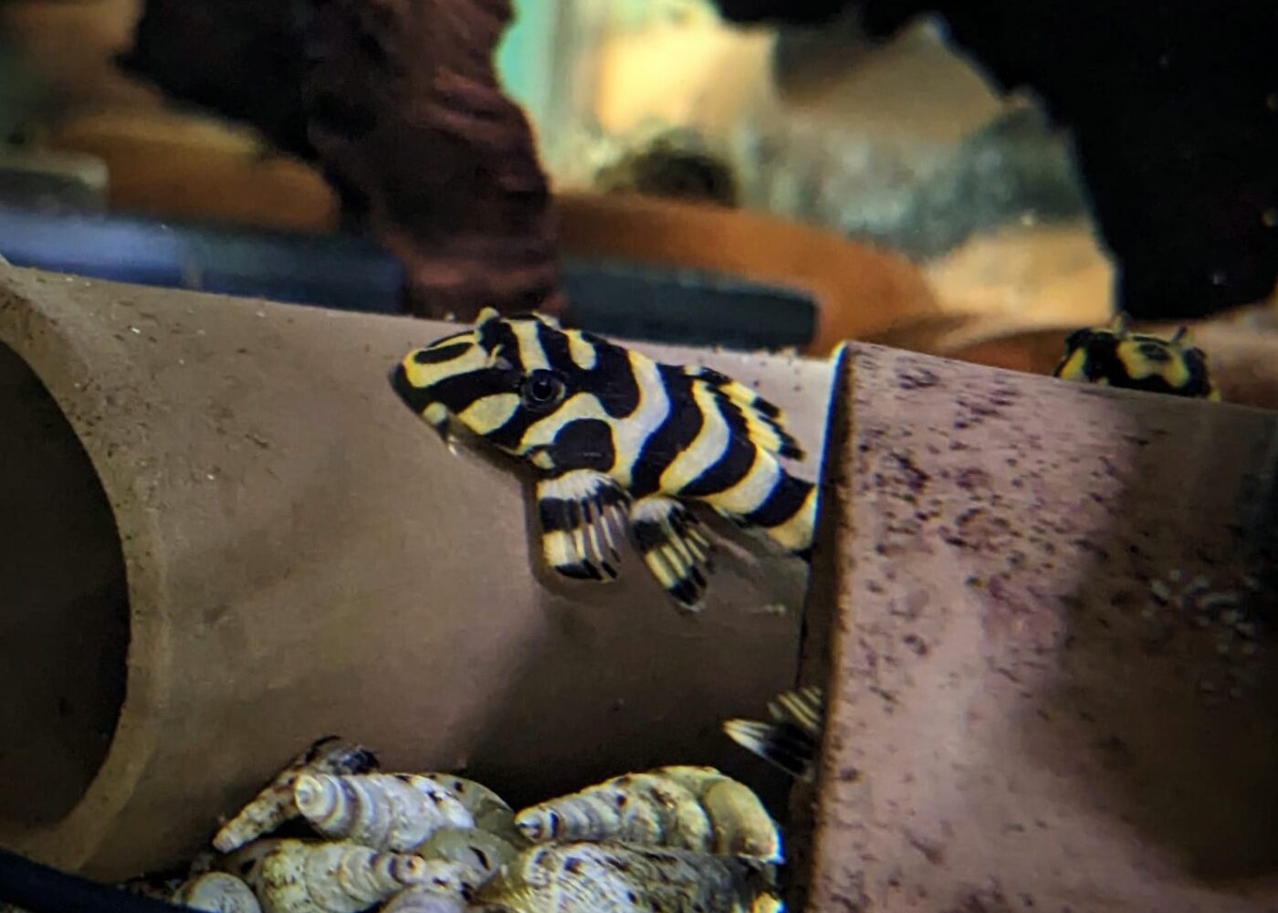 Breeding the L134 Leopard Frog Pleco