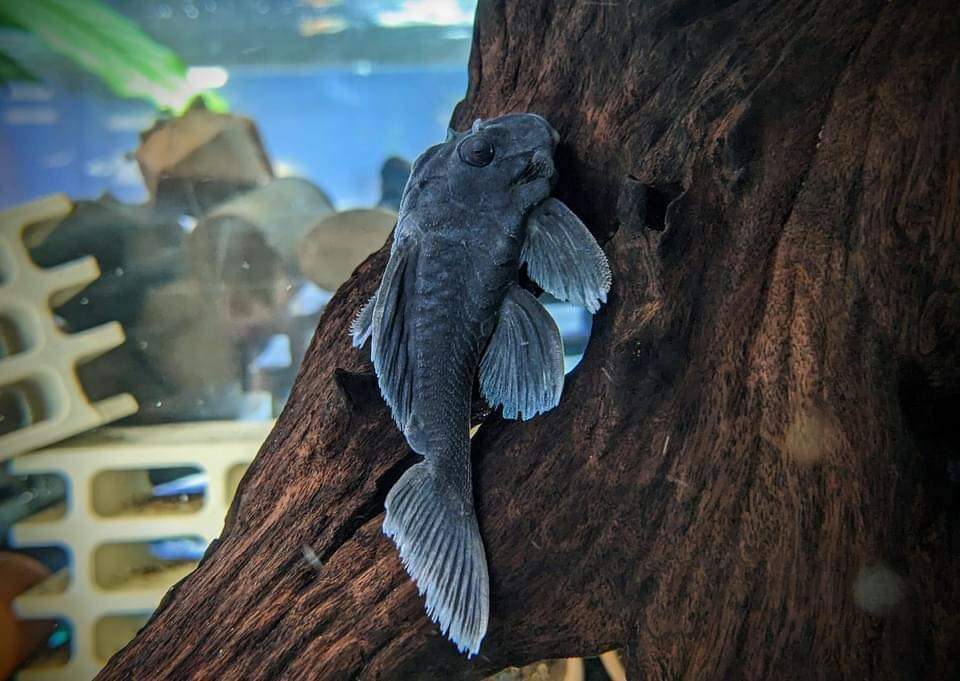 Blue Panaque L239: A Complete Care Guide for Enthusiasts