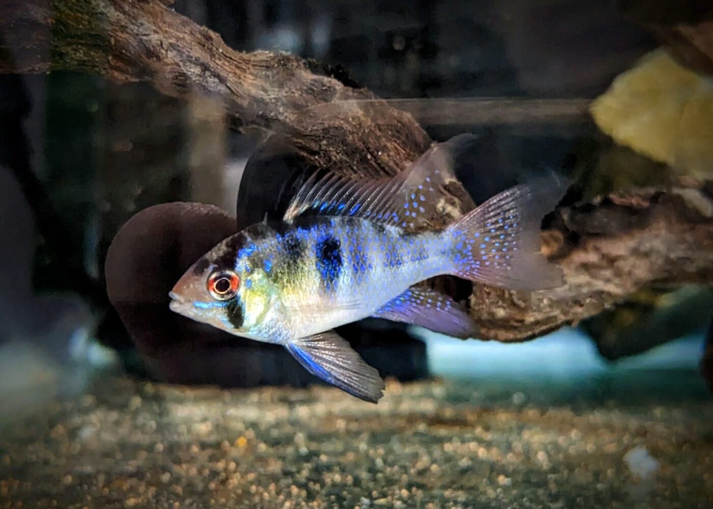 Blue Ram Fish Care Habitat and Compatibility Only Fins