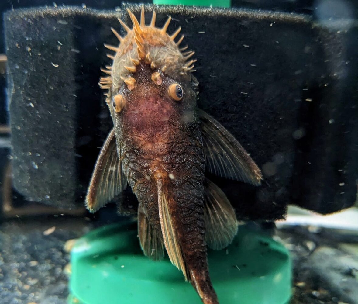 The Calico Bristlenose Pleco Care and Maintenance Only Fins