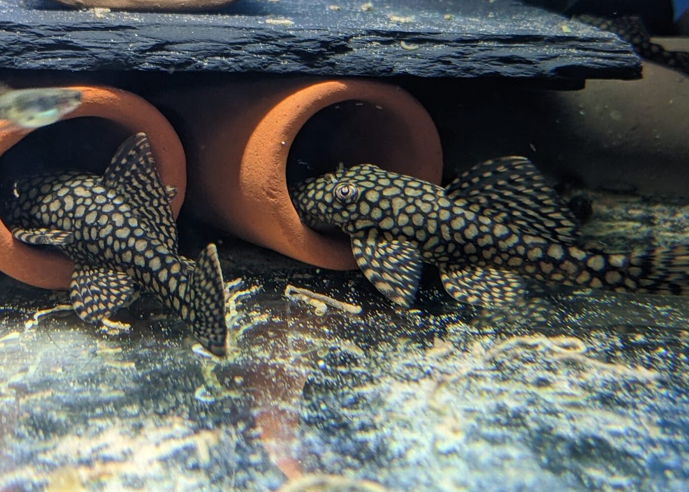 caring-l448-honeycomb-pleco