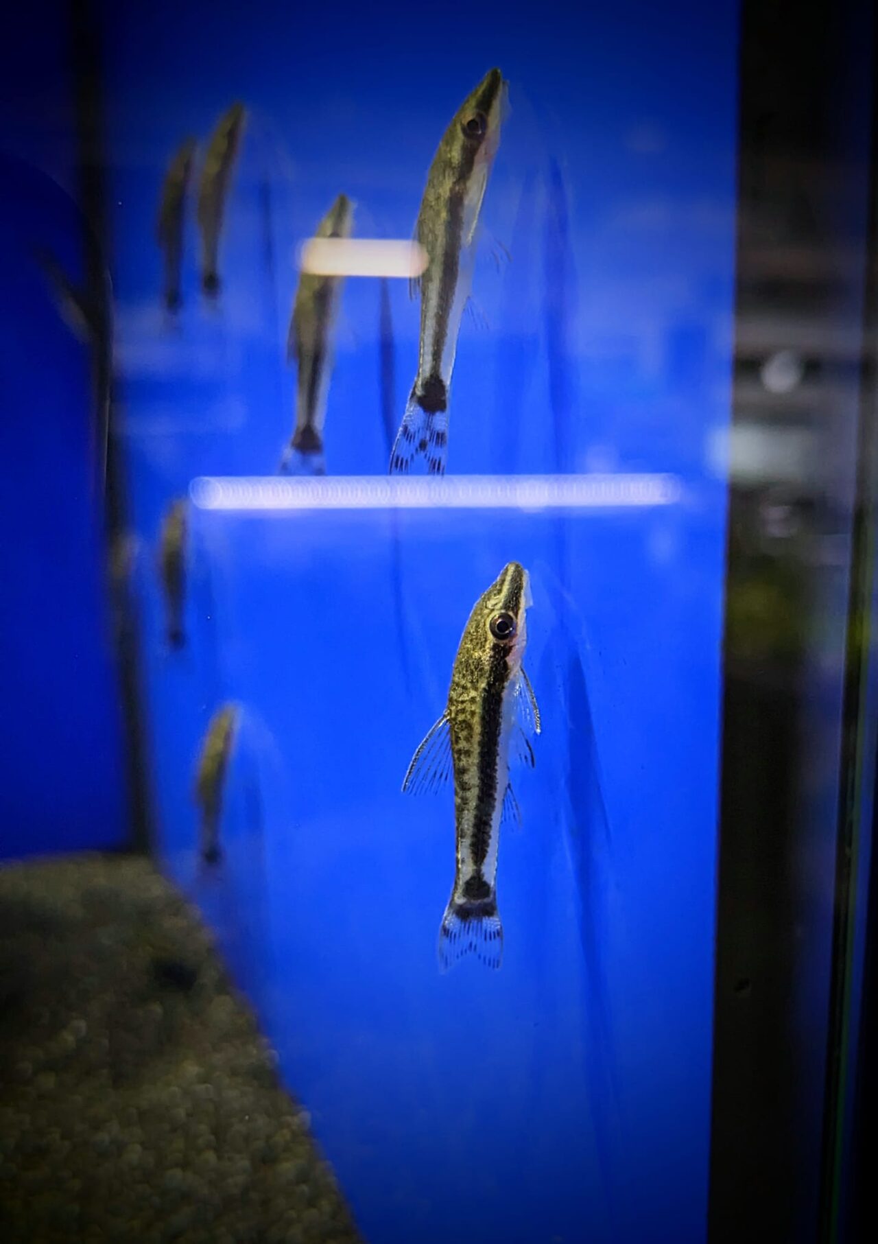 Otocinclus Catfish Algae Eater