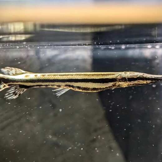 Spotted Gar (Lepisosteus Oculatus)