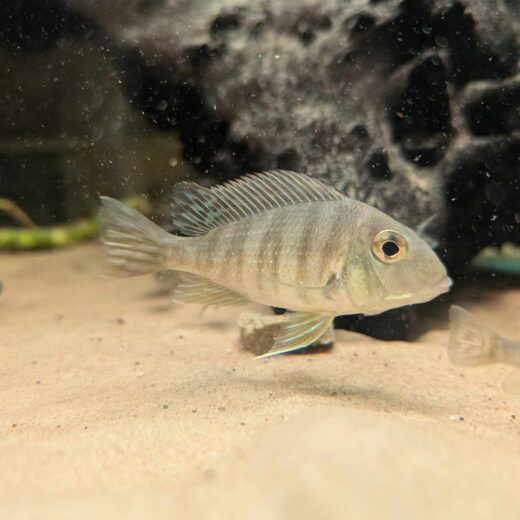 Geophagus Tapajo (Redhead) 3-4"