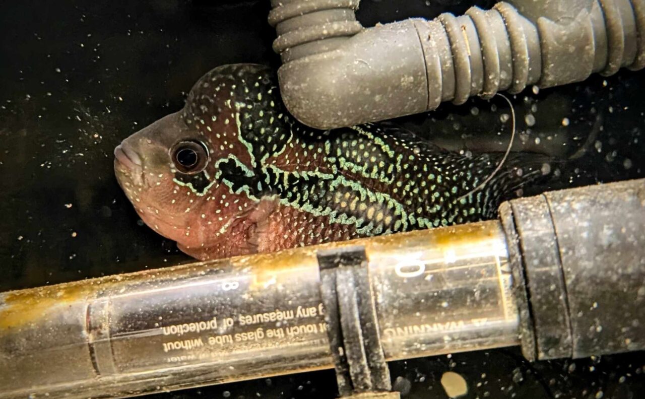 Super Red Dragon Flowerhorn 5"