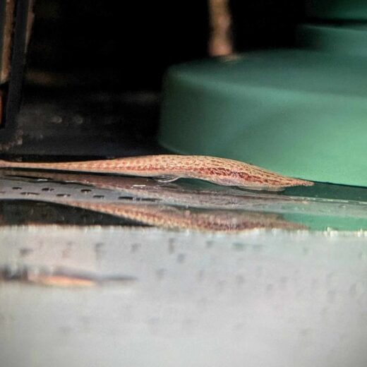 Stick Acestridium Dichromum Twig Catfish